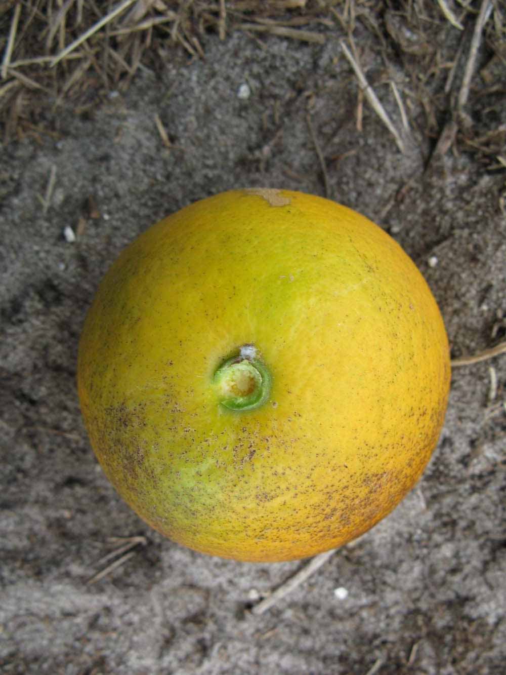              Fruit (Winter Haven, FL)       